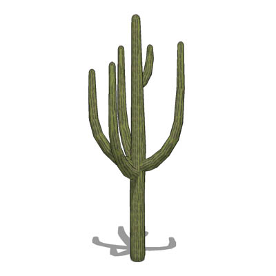 4 variants of Saguaro cacti. 