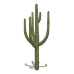 4 variants of Saguaro cacti