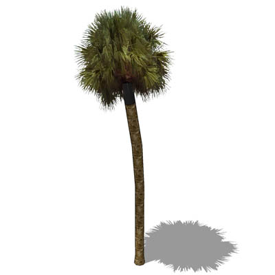 Palmetto Palm (Sabal palmetto) approx 30' / 10m hi.... 