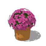 Low-poly Oxalis glabra in pot.