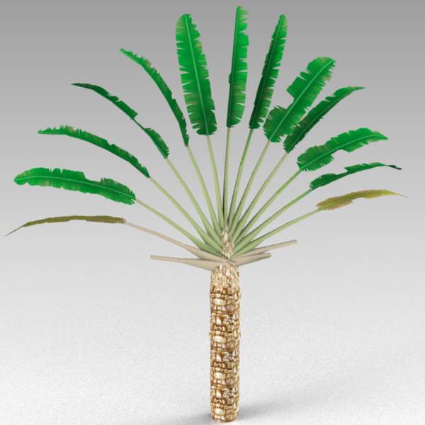 Travellers Palm (Ravenala 
madagascariensis). 