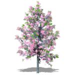 Variety of taller cherry trees in Spring and Autum...