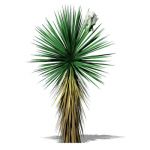 4 variants of Soaptree Yucca (Yucca elata)