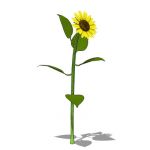 Sunflower (Helianthus) approx 6' / 2m high. 3 vari...