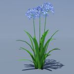 Agapanthus orientalis or Nile Lily