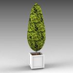 Low polygon cypress in planter