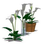 Arum or Calla Lily (Zantedeschia aethiopica) in th...