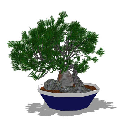 Dwarf Juniper in both bonsai and normal sized vers.... 