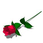 Single red rose in various positions