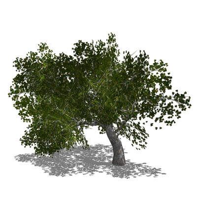 Large generic old tree in 4 variants. It will stan.... 