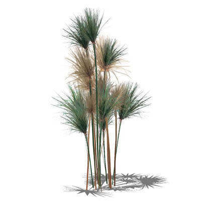 Low poly Papyrus (Cyperus papyrus) in 4 variants.. 