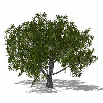 Generic deciduous tree in 4 configurations, includ.... 