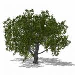 Generic deciduous tree in 4 configurations, includ...