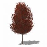 Small generic tree of copper beech type variety. I...