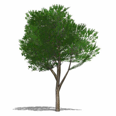 Generic Elm-type tree. High branch clearance, suit.... 