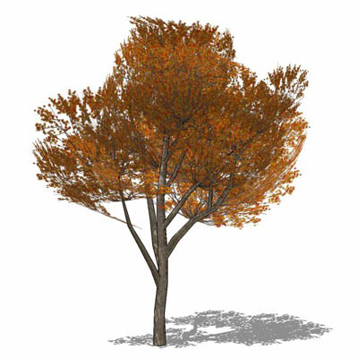 Generic Elm-type tree. High branch clearance, suit.... 