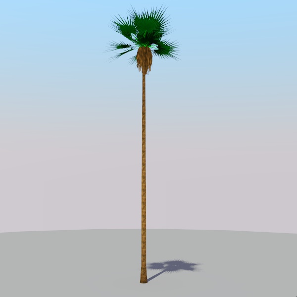 50' / 18m fan palm.
SketchUp V3 does not have tex.... 
