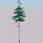 A mature lodgepole pine