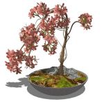Small, low-poly shrub in a variety of pots. The pl...
