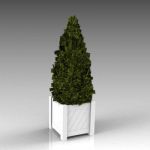A dwarf cypress in a planter