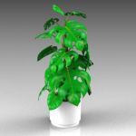 A 6ft / 2m monstera in a pot.
The SketchUp V3 mod...
