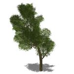 Generic tree in opaque and semi-transparent config...