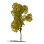 Generic deciduous tree in opaque and semi-transpar...