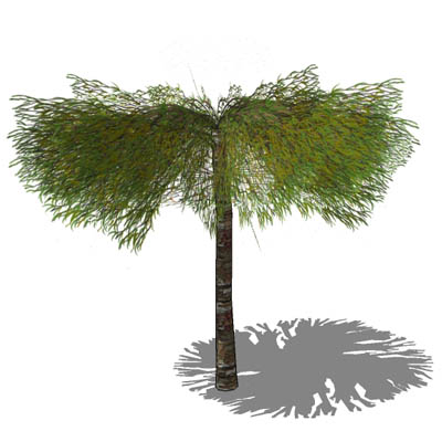Small ornamental willow, approx 9'/3m high. 3 vari.... 