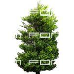Leyland cypress with image transparency.