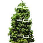 NPR image of cypress tree approx 750 pixels high; ...