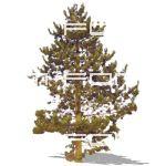 Austrian Pine (Pinus nigra) approx 1000 pixels hig...