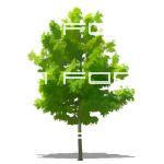 NPR non-specific deciduous tree. Transparent png f...