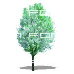 NPR non-specific deciduous tree. Transparent png f...