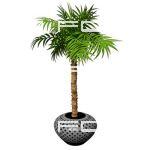 Potted Majesty Palm (Ravenea rivularis). Low angle...
