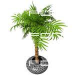 Potted Majesty Palm (Ravenea rivularis). High angl...