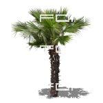 Palm tree; 1024 px high