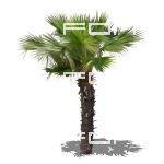 Palm tree; 1024 px high