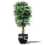 Potted ficus 1024 px high