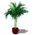 View Larger Image of Areca palm