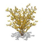 View Larger Image of Forsythia