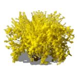 View Larger Image of Large Forsythia