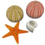 View Larger Image of FF_Model_ID13054_shells01.jpg