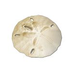 View Larger Image of Sand dollars