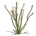View Larger Image of Ocotillo