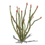 View Larger Image of Ocotillo