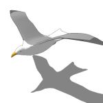 View Larger Image of FF_Model_ID13534_1_seagull03_thumb.jpg
