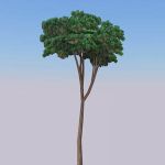 View Larger Image of Stone Pine
