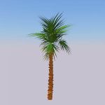 View Larger Image of Paurotis Palm