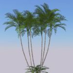 View Larger Image of Areca Palms