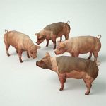 View Larger Image of FF_Model_ID15696_pigs.jpg